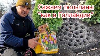 Сажаем тюльпаны по голландской технологии! Шикарная клумба тюльпанов.