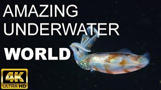 AMAZING UNDERWATER WORLD / 4K / RELAX / BALI