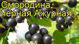 Смородина черная Ажурная. Краткий обзор, описание характеристик ribes nigrum Azhurnaia