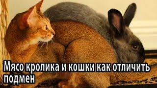 Мясо кролика и кошки как отличить подмен