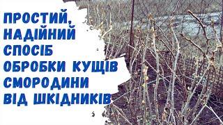 Простий, надійний спосіб обробки кущів смородини від шкідників