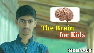 The Brain for Kids || Human Brain Facts and Function || Brain Components || Anatomy || Physiology