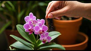 Just 1 Pinch! Your Orchids Will Bloom Like Crazy !