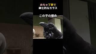 めちゃ丁寧で紳士的なカラス#動物 #カラス