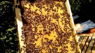 Пчеловодство Работа матки Украинской Степной породы Beekeeping Work queen Ukrainian steppe breed