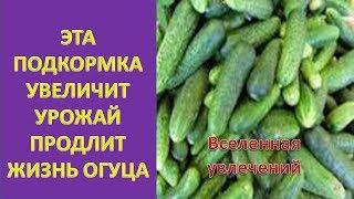 ЭТА ПОДКОРМКА УВЕЛИЧИТ УРОЖАЙ И ПРОДЛИТЬ ЖИЗНЬ ОГУРЦАМ   Vselennaya uvlecheniy