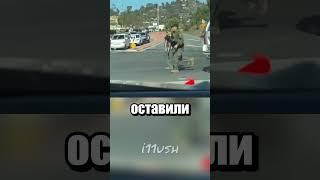 Собака  - часть команды