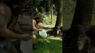 CHASED by Momma CROC! #shorts #short #reptiles #animal #crocodile