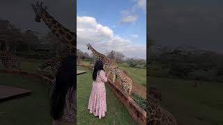 Giraffe Manor  in Nairobi, Kenya 