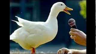 Duck Quack - Sound Effect (HD)