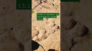 tiger Weight | Forest Vibes #corbett #nature #wildlife #jimcorbett #pugmark