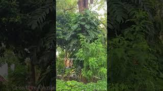 Jungle Vibes in a Garden  | Creative Gardens & Plants