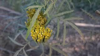 TAGETES MINUTA L. #flowers