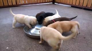 Labrador Welpen.Labrador Puppies