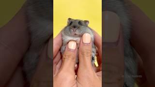 Too Cute Hamster  #pet