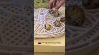 Hatching A Quail Egg From The Grocery Store