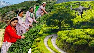 #dronevideo of #teagarden #darjeeling