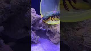 Change sea water for mantis shrimp