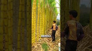 Kenapa Tebu China Bersih dan Tinggi? #shorts