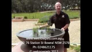 Creating a simple water garden