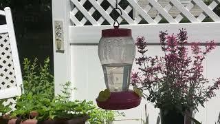 Highlight 1:02:35 - 1:07:35 from MRS. G  ADVENTURES is going live! ️HUMMINGBIRD LIVE️