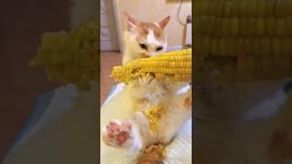 Tried To Be An Outdoor Cat 
