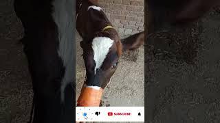 Mini cow and beautiful short video wow Animals1