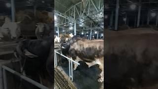 Al Madina cattle farm #cows