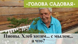 Голова садовая - Пионы. Хлеб хотим... с мылом...а что?