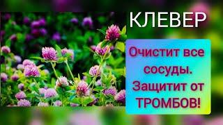 Красный клевер: лечебные свойства. Рецепт чая, который защитит сосуды от тромбов и атеросклероза!