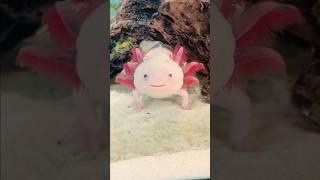 Feeding Axolotl Pinky so cute today. ️ #axolotl #feeding