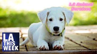 LA Animal Services Highlights Pets Available for Adoption
