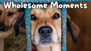 Why EVERYONE Should ADOPT DOGS  | Wholesome Moments