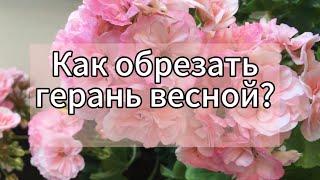 Как правильно обрезать Герань для пышного цветения?️