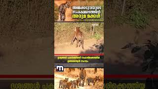 അമ്മക്കടുവയുടെ സംരക്ഷണത്തിൽ അരുമ മക്കൾ; ബന്ദിപ്പൂർ കടുവാസങ്കേതത്തിൽ നിന്നുള്ള ദൃശ്യങ്ങൾ വൈറൽ