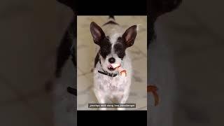 Best Pet Foods 2024 - Tested & Reviewed