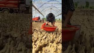 #duck #farmer #duckfarming #factory #animals #shorts