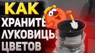 как хранить луковицы цветов (лилий) до высадки в открытый грунт?!