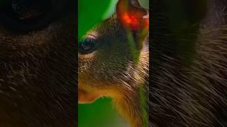 100ft Drop: Watch a Fruit Fall and Get Cracked Open by a Clever Rodent #shorts #animals #documentary