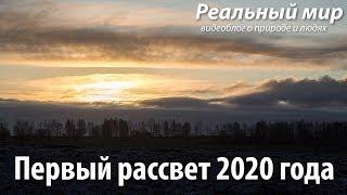 Первый рассвет 2020 года. Олени (Cervus elaphus), косули (Capreolus capreolus), птицы...