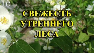 Как прекрасно ощущать свежесть утреннего воздуха и наслаждаться звуками леса. #музыкадлясна #природа