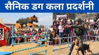 आर्मीको तालिम प्राप्त फौजी कुकुरको कला प्रदर्शन || Nepal Army Dog Dangerous Training || TRAINING