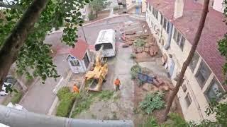 Remocion De Ficus / Point Loma