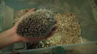 How to Handle & Tame a mean / aggressive / scared hedgehog