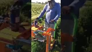 #Automatic #Trimming #Machine for  #round #young #plant #Buxus #Trimming #Machine