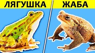 В ЧЁМ РАЗНИЦА? ЛЯГУШКА vs ЖАБА