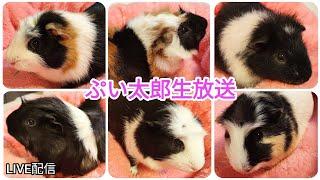 モル太郎ライブカメラ　guineapig!!