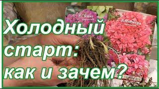 Купили корешки... И что дальше? Передержка многолетников ранней весной или  холодный старт флоксов.