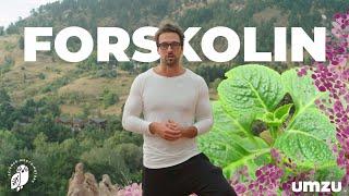 Forskolin Benefits As A Potent Thyroid Support Supplement