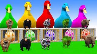 5 Giant Duck Cartoon, Sheep, Elephan , Lion, Gorilla, Dinosaur, Transfiguration funny animal 2024